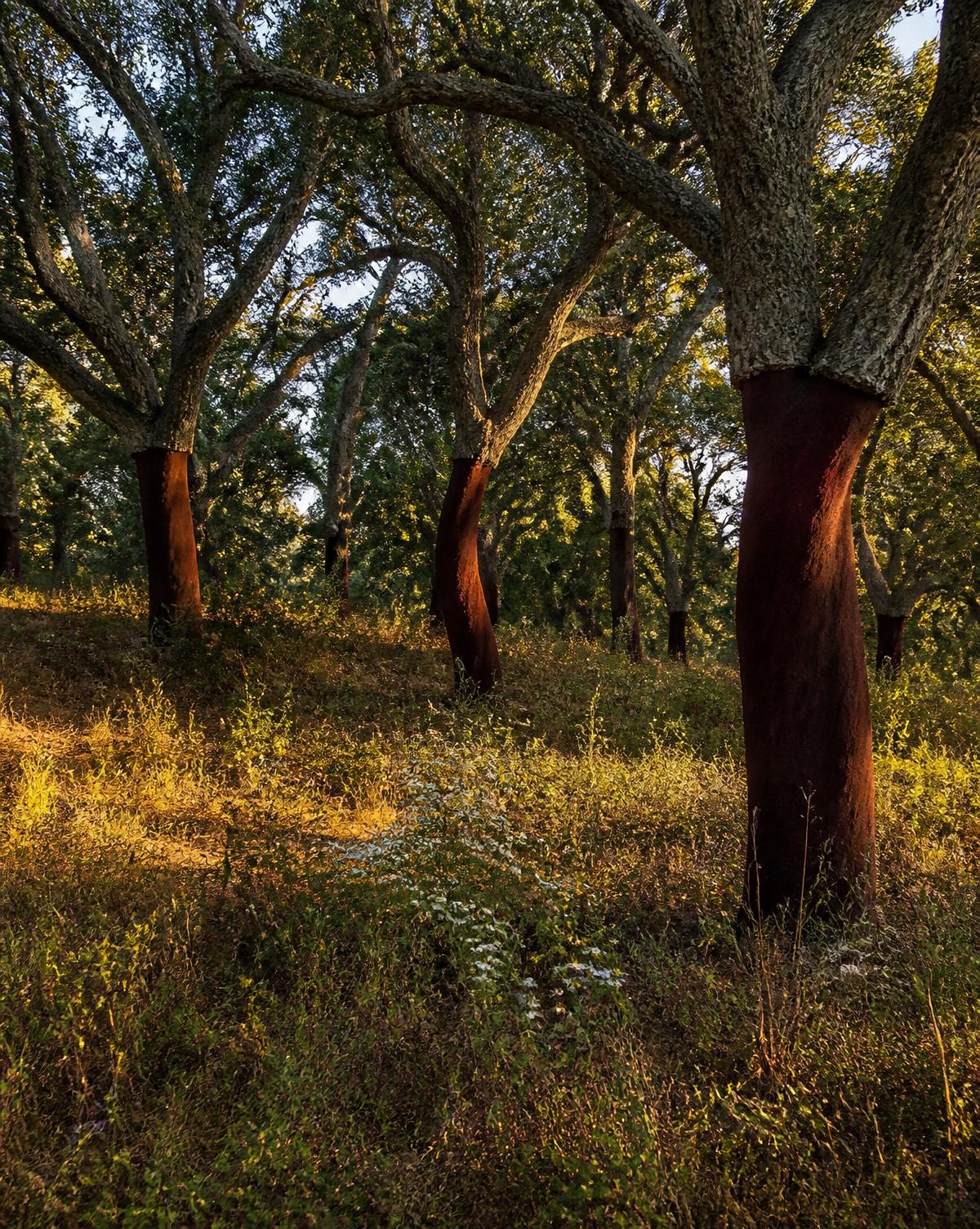 Cork oak forest with red inner bark exposed after harvest — central Portugal.